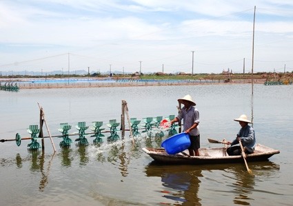 Phát triển bền vững nghề nuôi tôm ở ven biển tỉnh Ninh Bình