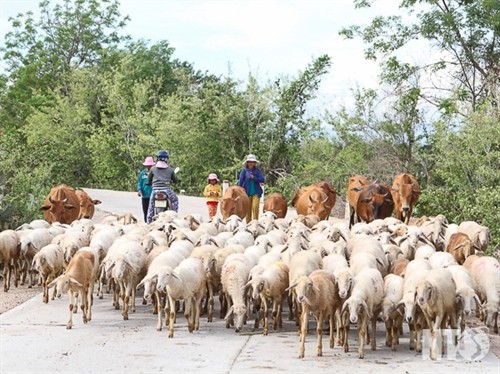 Ninh Thuận: Để chăn nuôi thực sự là động lực phát triển kinh tế miền núi