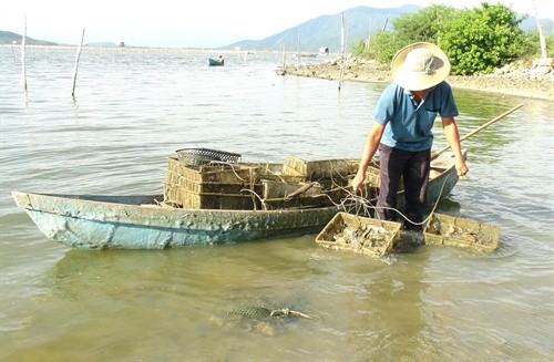 Nghề nuôi hàu ở Khánh Hòa