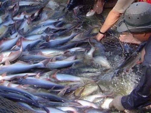 Hỗ trợ địa phương ven biển phát triển mạnh nghề cá