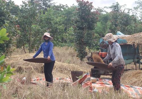 Bình Phước: Người dân tộc thiểu số S’tiêng thu hoạch lúa nương trồng xen trong vườn cây điều