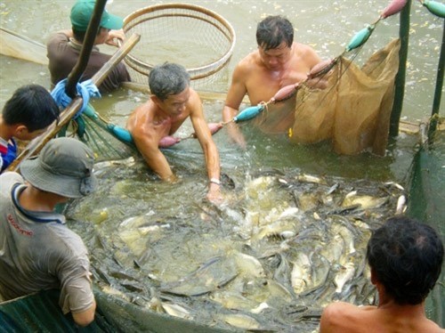 Khôi phục, phát triển cá đồng U Minh Thượng