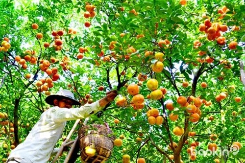 Trà Vinh quy hoạch 20.000 ha vườn cây ăn trái đặc sản