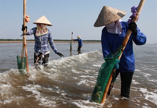 Nghề cào ngao biển ở Nam Định