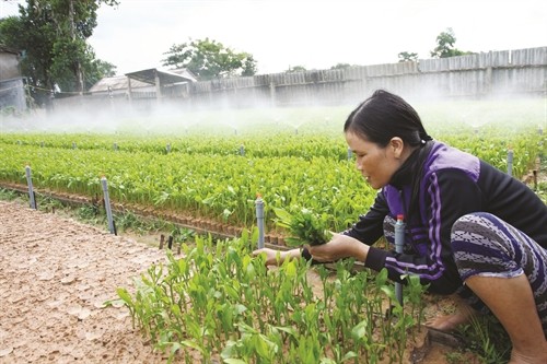 Kỹ thuật trồng và chăm sóc cây keo lai