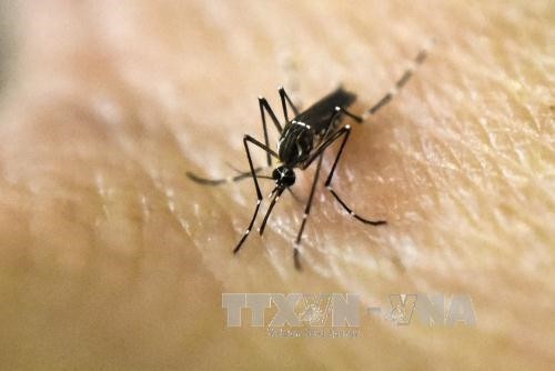 Thành phố Hồ Chí Minh: Gia tăng số ca mắc sốt xuất huyết và bệnh do vi rút Zika