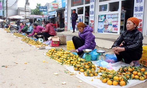 Nhiều hộ dân ở xã Quang Hán (Cao Bằng) thoát nghèo từ trồng quýt