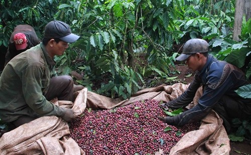 Biến đổi khí hậu: Nông dân đội mưa thu hoạch cà phê