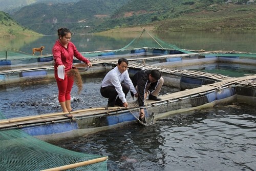Phát triển nghề nuôi cá lồng trên vùng tái định cư thủy điện Huội Quảng Bản Chát