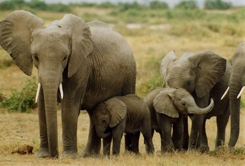 Đắk Lắk thực hiện chính sách bảo tồn, phát triển đàn voi nhà