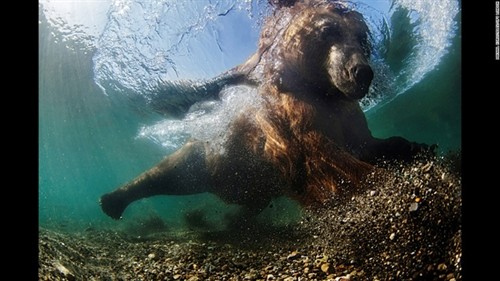 Những tuyệt phẩm dưới nước đạt giải năm 2016