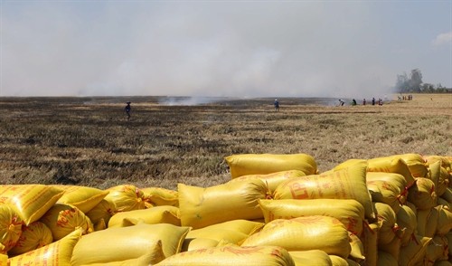 Sóc Trăng: Cháy gần 200 ha ruộng tại vùng hạn Trần Đề
