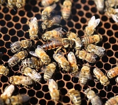 Nghề nuôi ong lấy mật trên Cao nguyên đá Đồng Văn