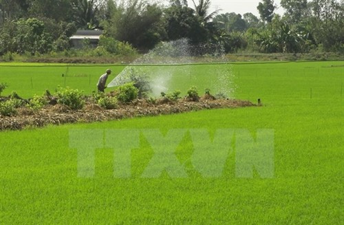 Thời tiết khô hạn, nông dân Cà Mau trúng lớn mùa đậu xanh