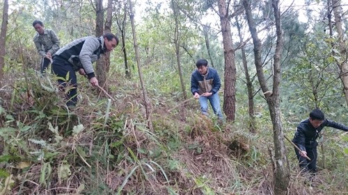 Người dân vùng cao Lai Châu bảo vệ và phát triển rừng