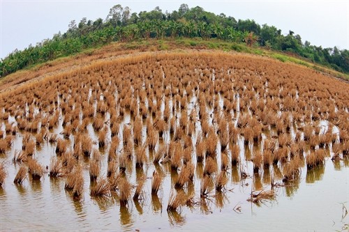 Cà Mau: Cảnh báo tình trạng người dân tự ý đưa nước mặn để nuôi trồng thủy sản