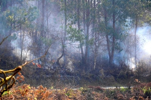 Hàng trăm ha rừng ở Tỏa Tình chết khô, báo động nguy cơ cháy rừng