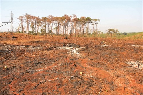 Rừng phòng hộ ở Đắk Nông bị lâm tặc ngang nhiên tàn phá