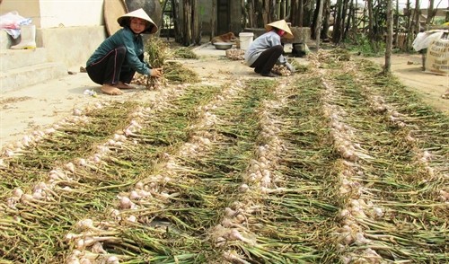 Cây tỏi tía giúp nông dân nghèo Quảng Bình tăng thêm thu nhập