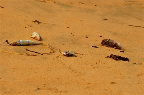 Hiện tượng cá chết bất thường ở vùng biển Quảng Bình