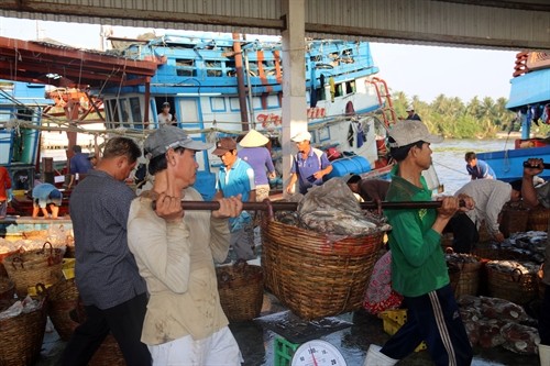 Nghề nuôi trồng, đánh bắt thủy sản tại Kiên Giang tạo việc làm cho lao động ven biển, hải đảo