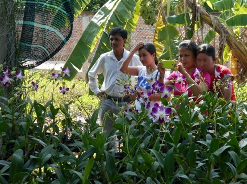 Nông dân Khmer phát triển nông nghiệp đô thị