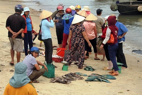 Cá chết hàng loạt tại vùng biển Quảng Trị