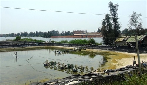 Người dân Quảng Ngãi bỏ trống hồ nuôi tôm vì thiếu nước