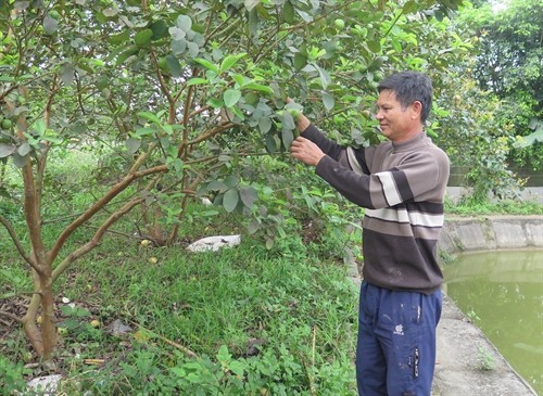 Anh Trần Văn Kiên làm giàu từ mô hình phát triển kinh tế vườn, ao chuồng