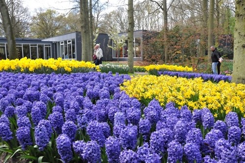 Keukenhof, lễ hội hoa tulip được yêu thích nhất châu Âu