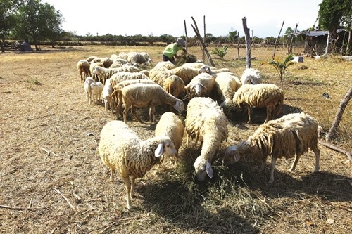 Biện pháp hạn chế thiệt hại do hạn hán trong chăn nuôi gia súc có sừng
