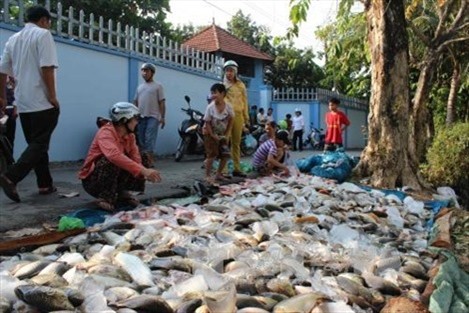 Chất độc trong nước là nguyên nhân khiến cá chết hàng loạt tại Thừa Thiên - Huế