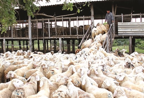 Ninh Thuận phát triển chăn nuôi theo hướng sản xuất hàng hóa