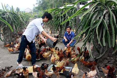 Mô hình nuôi gà "sạch" không dùng thức ăn công nghiệp ở Quảng Ngãi