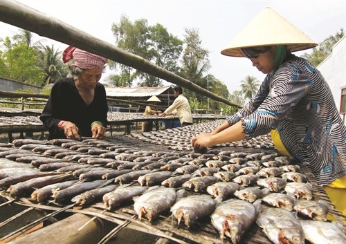Nghề làm cá khô bổi ở Cà Mau cho thu nhập cao