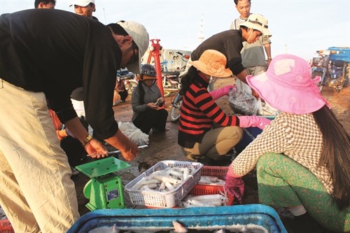 Thành lập các điểm bán cá sạch cho ngư dân  tại các chợ ở Đà Nẵng