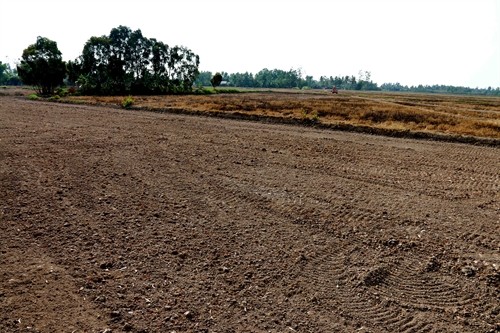 Nhiều diện tích đất trồng lúa ở Cà Mau đang "khát nước"