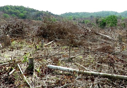 Phú Yên phát hiện một vụ phá rừng nghiêm trọng ở huyện miền núi Đồng Xuân