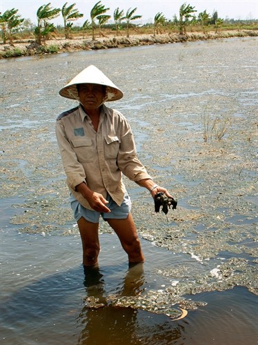 Thời tiết bất thường làm gần 10.000 ha tôm nuôi ở Bạc Liêu thiệt hại