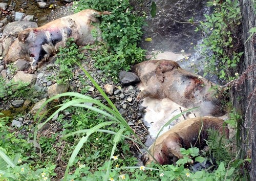 Cao Bằng: Kinh hoàng phát hiện gần chục điểm vứt lợn chết