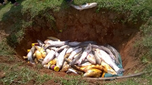 Cá nuôi trên sông Bưởi ở Thanh Hóa lại chết trắng lồng