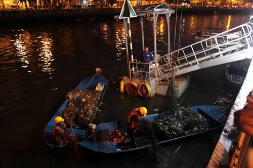 TP. Hồ Chí Minh khẩn trương khắc phục sự cố cá chết hàng loạt trên kênh Nhiêu Lộc – Thị Nghè