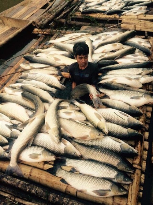 Thanh Hóa: Cá chết trên sông Bưởi do các yếu tố môi trường bị ô nhiễm nặng