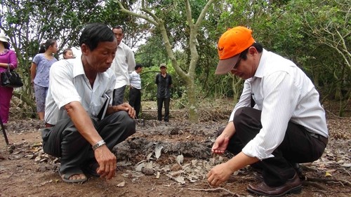 Biến đổi khí hậu: Trà Vinh nỗ lực cứu diện tích chôm chôm đặc sản Cầu Kè bị thiệt hại do hạn, mặn
