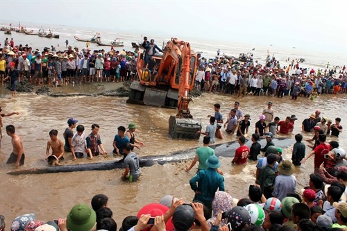 Nghệ An: Khẩn trương giải cứu cá voi trôi dạt vào bờ biển xã Diễn Thịnh