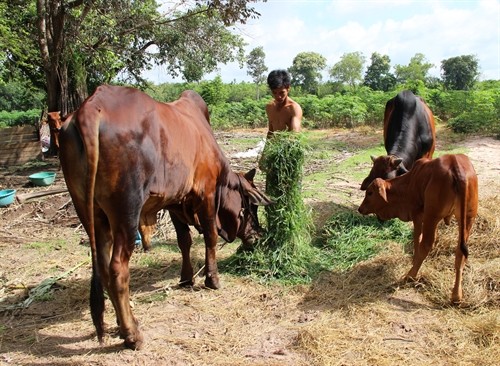 Tây Ninh hỗ trợ bò sinh sản cho hộ nghèo các xã biên giới đặc biệt khó khăn
