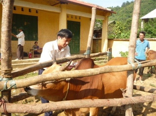 Khó khăn trong công tác tiêm phòng gia súc, gia cầm ở Cao Bằng