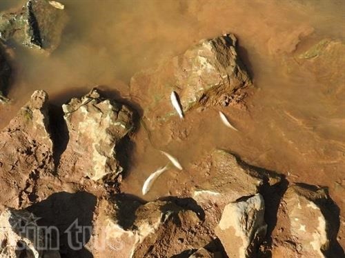 Sông Bưởi ô nhiễm, cá chết dạt đầy bờ