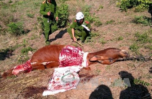 Phú Yên liên tiếp xảy ra trộm bò táo tợn 