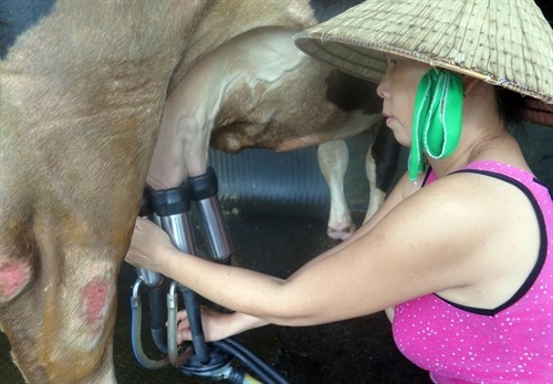 Nhiều hộ chăn nuôi bò sữa ở Củ Chi đầu tư tăng đàn